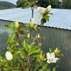 Magnólia veľkokvetá (Magnolia grandiflora Praecox) ´GOLIATH´ - výška 150-180 cm, obvod kmeňa 10/12 cm, kont. C30L (-21°C) - NA KMIENKU 